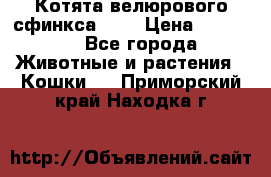 Котята велюрового сфинкса. .. › Цена ­ 15 000 - Все города Животные и растения » Кошки   . Приморский край,Находка г.